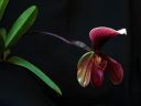 Paphiopedilum_King_Arthur_AK_20081019_IMG_2004.jpg