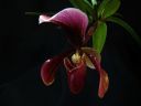 Paphiopedilum_King_Arthur_AK_20081019_IMG_2395.jpg