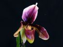 Paphiopedilum_King_Arthur_Alexander_Saksa_20171017_IMG_3088.jpg