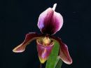 Paphiopedilum_King_Arthur_Alexander_Saksa_20171017_IMG_3089.jpg