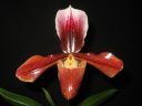 Paphiopedilum_King_Arthur_ON_AK_20081019_IMG_1285.jpg