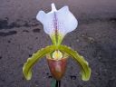 Paphiopedilum_Leeanum_KTT_20070222_IMG_0248.jpg