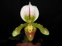 Paphiopedilum_Leeanum_RS_20060204_IMG_8153.jpg