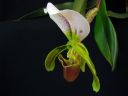 Paphiopedilum_Leeanum_VP_20080108_IMG_6567.jpg