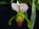 Paphiopedilum_Leeanum_VP_20080108_IMG_6568.jpg