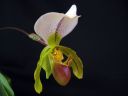 Paphiopedilum_Leeanum_VP_20080108_IMG_6970.jpg