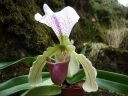 Paphiopedilum_Leeanum_VP_20080112_IMG_3711.jpg