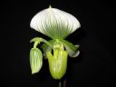 Paphiopedilum_Maudiae_BH1_20081215_IMG_0299.jpg