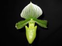 Paphiopedilum_Maudiae_BH1_20081215_IMG_0303.jpg