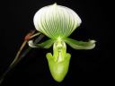 Paphiopedilum_Maudiae_BH1_20081215_IMG_0541.jpg