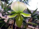 Paphiopedilum_Maudiae_BH1_20081215_IMG_0554.jpg