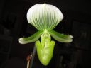 Paphiopedilum_Maudiae_BH1_20081215_IMG_0556.jpg