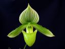 Paphiopedilum_Maudiae_BH1_20081215_IMG_1660.jpg