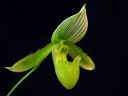 Tiedostonimi=Paphiopedilum_Maudiae_BH1_20081215_IMG_1663.jpg
Tiedostokoko=31kt
Koko=600x450
Lisätty=05.03.2012 Paphiopedilum_Maudiae_BH1_20081215_IMG_1663.jpg