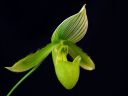 Paphiopedilum_Maudiae_BH1_20081215_IMG_1663.jpg