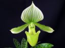 Paphiopedilum_Maudiae_BH_20081215_IMG_1804.jpg