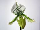 Paphiopedilum_Maudiae_BK_20070319_IMG_0732.jpg