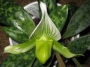 Paphiopedilum_Maudiae_BK_20070319_IMG_1358.jpg