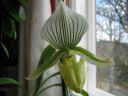 Paphiopedilum_Maudiae_BK_20070319_IMG_1400.jpg