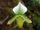 Paphiopedilum_Maudiae_BK_20070319_IMG_9793.jpg