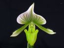 Paphiopedilum_Maudiae_Bankhouse_2017_IMG_9362.jpg