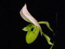 Tiedostonimi=Paphiopedilum_Maudiae_Bankhouse_2017_IMG_9363.jpg
Tiedostokoko=45kt
Koko=600x453
Lisätty=10.02.2019 Paphiopedilum_Maudiae_Bankhouse_2017_IMG_9363.jpg