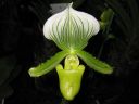 Paphiopedilum_Maudiae_KO_20060111_IMG_7488.jpg