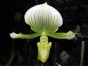 Paphiopedilum_Maudiae_KO_20060131_IMG_8047.jpg