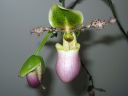 Paphiopedilum_Pinocchio_200503_IMG_0916.jpg