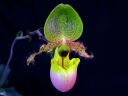 Paphiopedilum_Pinocchio_200503_IMG_1189.jpg