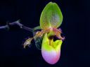 Paphiopedilum_Pinocchio_200503_IMG_1191.jpg