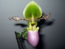 Paphiopedilum_Pinocchio_200503_IMG_4085.jpg