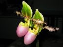 Paphiopedilum_Pinocchio_200503_IMG_5035.jpg