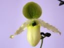 Paphiopedilum_Pinocchio_20051209_IMG_0436.jpg