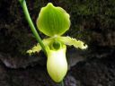 Paphiopedilum_Pinocchio_20051209_IMG_3668.jpg