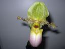 Paphiopedilum_Pinocchio_20060111_IMG_7503.jpg