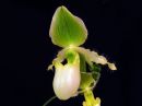 Paphiopedilum__Pinocchio__BHE_20140226_IMG_5810.jpg