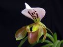 Paphiopedilum_gratrixianum_YT_20090503_IMG_0273.jpg