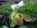 Paphiopedilum_gratrixianum_YT_20090503_IMG_4930.jpg