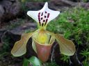 Paphiopedilum_gratrixianum_YT_20090503_IMG_4931.jpg