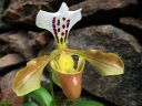 Paphiopedilum_gratrixianum_YT_20090503_IMG_5390.jpg