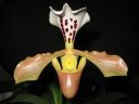 Paphiopedilum_gratrixianum_YT_20090503_IMG_6057.jpg