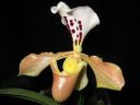 Paphiopedilum_gratrixianum_YT_20090503_IMG_6059.jpg