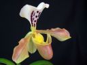 Paphiopedilum_gratrixianum_YT_20090503_IMG_6147.jpg