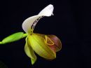 Paphiopedilum_gratrixianum_YT_20090503_IMG_7418.jpg