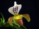 Paphiopedilum_gratrixianum_YT_20090503_IMG_7420.jpg