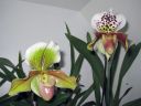 Paphiopedilum_hybrideja_IMG_0355.jpg