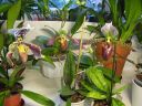 Paphiopedilum_hybrideja_IMG_9595.jpg