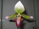 Paphiopedilum_hybridi_20050402_IMG_4370.jpg