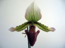 Paphiopedilum_hybridi_20050402_IMG_4391.jpg